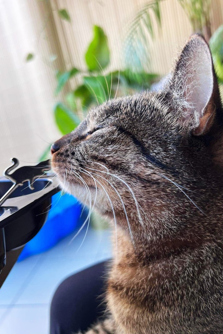 2x dezertní vidlička s kočkami